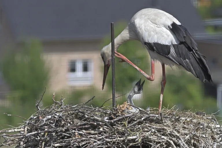 Storch auf der Christuskirche mit Küken, Juni 2025