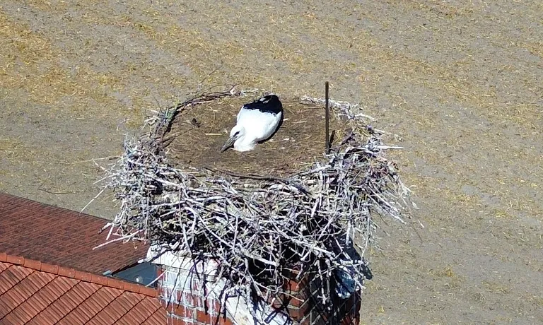 Storch auf der Christuskirche mit Küken, Juni 2025