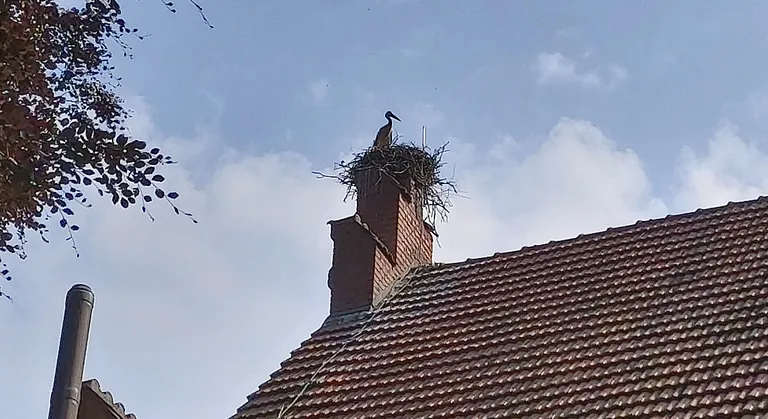 Storch auf der Christuskirche am 01.06.2025